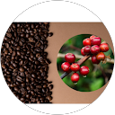 Red Bean Harvest profile picture
